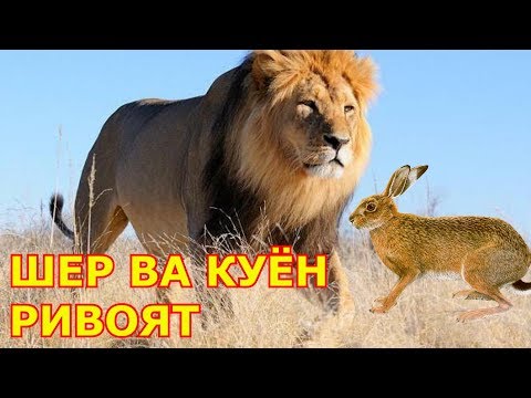 Видео: Шер ва Куён хикоя ривоят