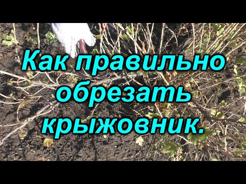 Видео: Как правильно обрезать взрослый куст крыжовника.