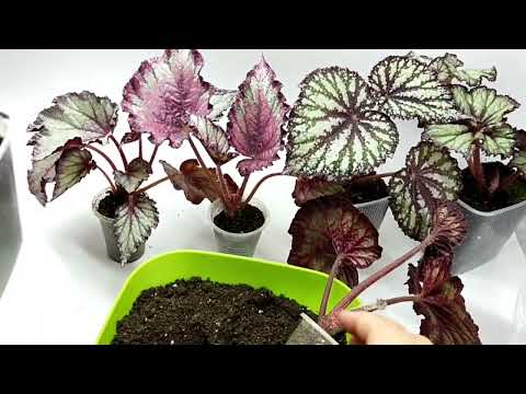 Видео: Бегонии подростки, мои сеянцы ( MaGic)