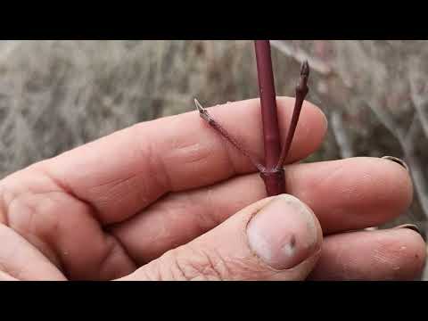 Видео: Разпознаване на някои често срещани дивачки по края на селата, пасищата,синорите.Част1 Излизайте! :)