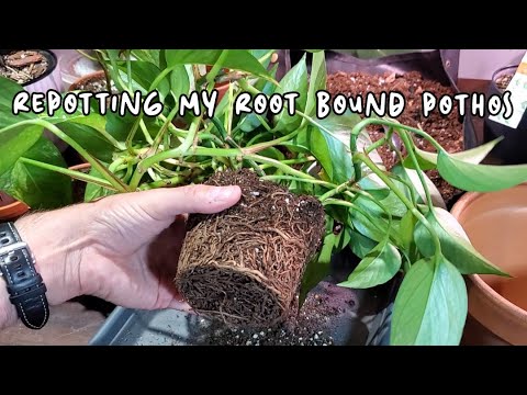 Видео: ПЕРЕСАДКА МОЕГО КОРНЕВОГО ПОТОСА | Объединение двух растений!