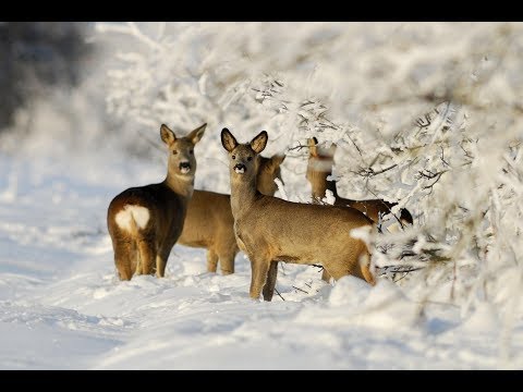 Видео: КАК ПОДОЙТИ К КОСУЛЯМ БЕЗ ВЕТРА ЗИМОЙ