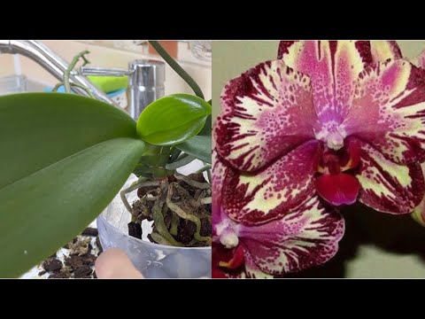 Видео: Пересадка Орхидеи в Прозрачный Горшок с подставкой 🌸🌺🌼