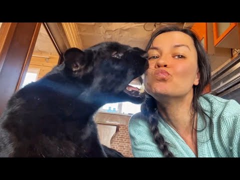 Видео: Незваный гость у пантеры Луны🤪