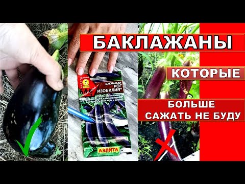 Видео: Какие Баклажаны Я Больше Сажать НЕ БУДУ!Эти Сорта, Выращивать Буду! Семена Баклажанов разбор полётов