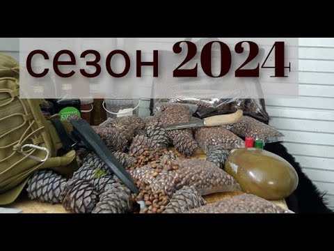Видео: Кедровая шишка в сибири, сбор  2024 г.