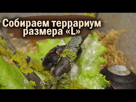 Видео: ВСЁ ЧТО НУЖНО ДЛЯ СОДЕРЖАНИЯ УЛИТОК НА ПЕРВЫЕ ДВА МЕСЯЦА ЖИЗНИ