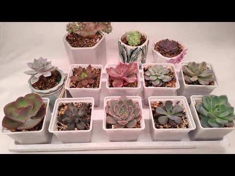 Видео: Суккуленты. Часть 4.
