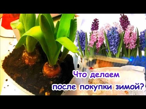 Видео: Как сохранить ГИАЦИНТ после цветения в домашних условиях?