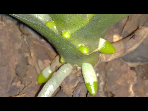 Видео: РЕШИЛА орхидеи ПОЛИВАТЬ ТОЛЬКО ТАК! корни ШИКУЮТ! листья РАСТУТ! орхидеи ОБОЖАЮТ опрыскивание!