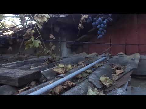 Видео: Виноград осенью обрезай, слушая блоХЕРов. ХРЕН получишь урожай.