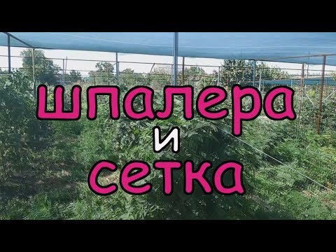 Видео: Шпалера и притеняющая сетка для ежевики и малины. Сколько это стоит?