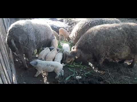 Видео: Венгерская мангалица мясо с характером