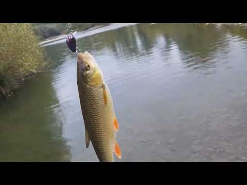 Видео: Осіння риболовля на Закарпатті  !!!