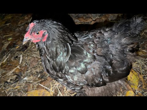 Видео: The neighbor's chicken came to visit.  К нам пожаловал новый гость, до выяснения обстоятельств.