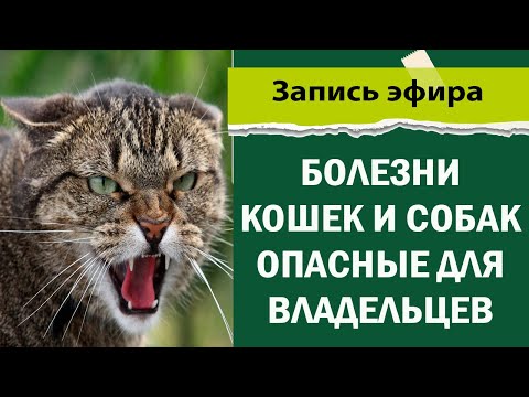 Видео: Болезни кошек и собак передающиеся человеку.