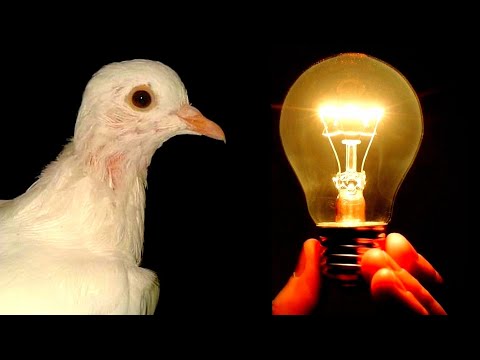 Видео: Контролировать линьку голубей. 100% Это работает!!! Control the moult of pigeons.