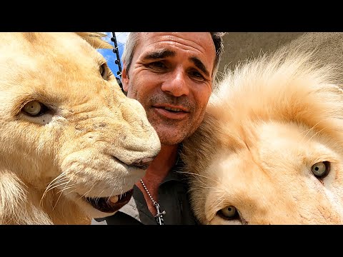 Видео: Горячие сварливые ЛЬВЫ | Заклинатель львов