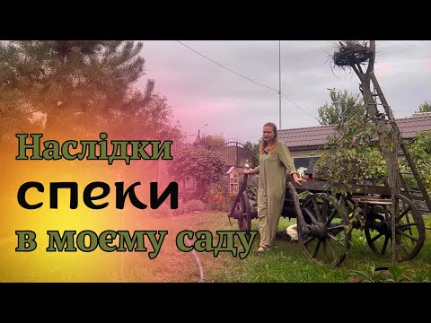 Видео: САД ПЕРЕЖИВ ЛІТНЮ СПЕКУ🌞НАСЛІДКИ І ВИСНОВКИ ✔️#сад #садівник #flowers #рослини #garden #садок