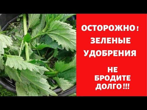 Видео: ОСТОРОЖНО- ЗЕЛЕНЫЕ УДОБРЕНИЯ ! ! !