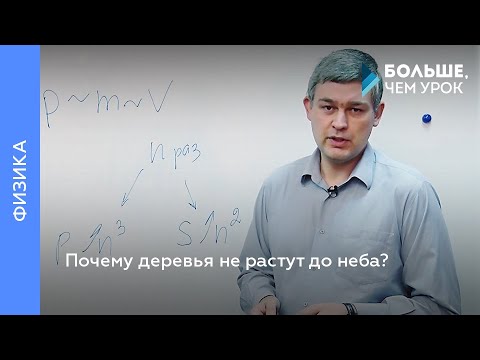 Видео: Почему деревья не растут до неба?