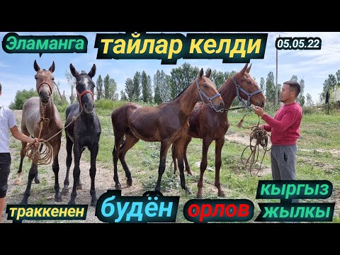 Видео: сатылды баары Эламанга ТАЙЛАР келди ЖАҢҢЫ 💥Зынк тайлар 😱машина алам дейт Эламан