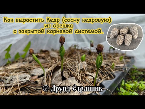 Видео: Как вырастить Кедр (сосну кедровую сибирскую) из орешка с закрытой корневой системой!