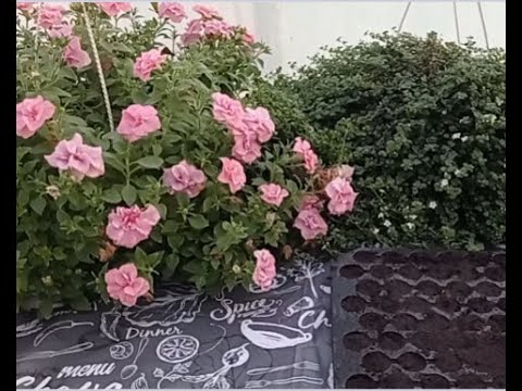 Видео: Розбираємось в можливих помилках живцювання.