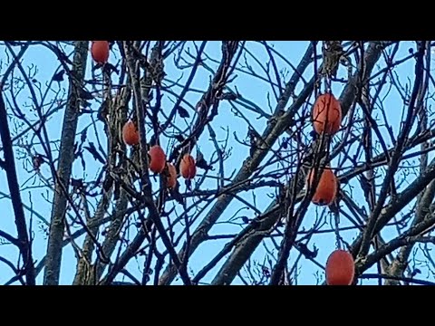 Видео: Кто же опылил мою тладианту? Тверская область.