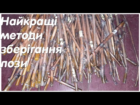 Видео: Як найкраще зберегти виноградну лозу