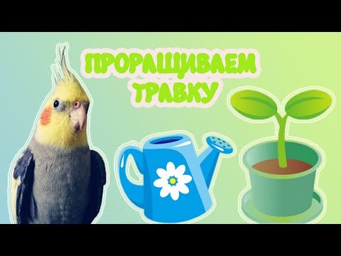 Видео: Как прорастить травку для попугая?