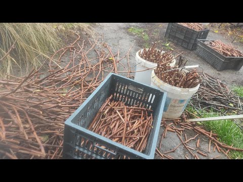 Видео: 🇰🇿Жүзімді күзде қаламшамен отырғызыу🇰🇿👍 (винаград осенью)