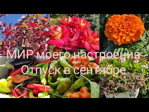 Видео: 17.09.24 Яркие краски сада в сентябре