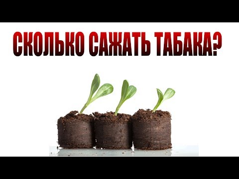 Видео: Сколько сажать табака? Сколько нужно табака на год?