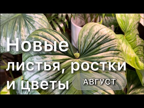 Видео: Обзор растений с названиями. Посадка, уход, размножение, размещение в интерьере.