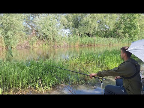 Видео: Великі карасі на поплавок. Рибалка на мальовничій річці з дідусем. Риболовля 2025