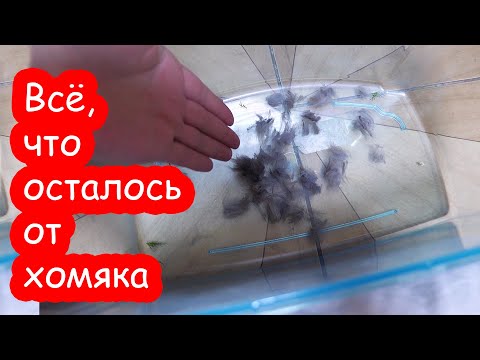 Видео: Всё, что осталось от хомяка