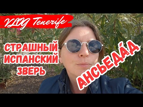Видео: БОЛЬНИЧНЫЙ ПО ТРЕВОГЕ в Испании, Тенерифе