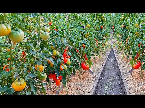 Видео: ЭТИ ПОДКОРМКИ СДЕЛАЛИ МНЕ УРОЖАЙ! ПОЛНАЯ СХЕМА ПОДКОРМОК ТОМАТОВ ОТ ПОСЕВА ДО УРОЖАЯ!