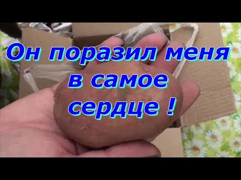 Видео: Посылка с картофелем Сарпо Мира и  Ирбитский