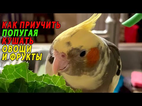 Видео: КАК ПРИУЧИТЬ ПОПУГАЯ КУШАТЬ ОВОЩИ И ФРУКТЫ