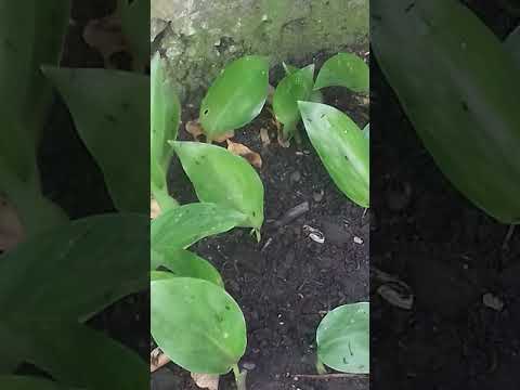 Видео: Стрелиция с семян. Обещанное видео.