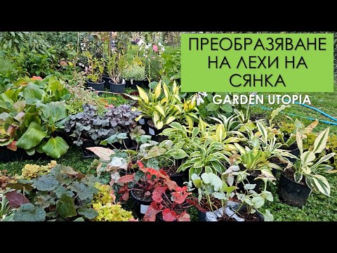 Видео: ПРЕОБРАЗЯВАНЕ на СЕНЧЕСТИТЕ ЛЕХИ: Част 1