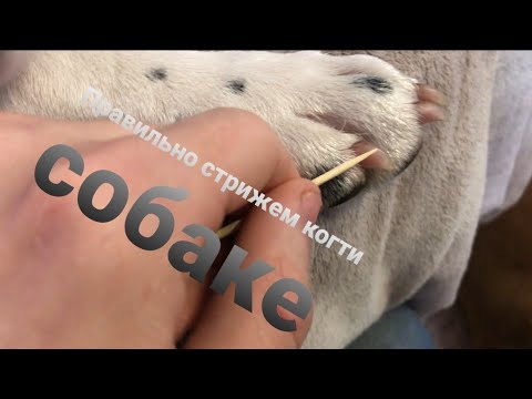 Видео: Как правильно подстричь когти собаке?/ Разбираем все нюансы