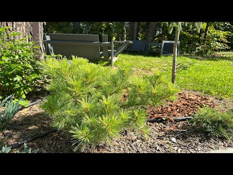 Видео: Сосны веймутова, которые живут в моём сибирском лесу #pinus #домвсибири #mygarden 