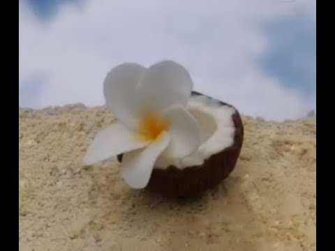 Видео: МК🌸КОКОС и ПЛЮМЕРИЯ из пластичного шоколада от Анны Калиниченко
