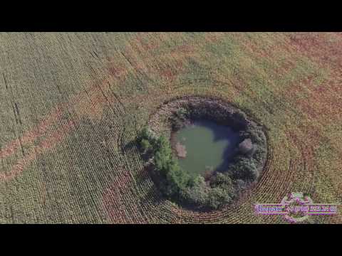 Видео: Озеро в хуторе Ильич в кукурузном поле с высоты птичьего полета.