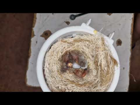 Видео: ЖОЖА ОЧИЛИШИДАН ОЛДИН РАНГА БОЯШ