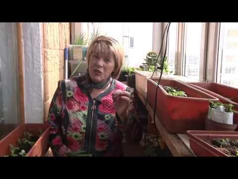 Видео: Лечимся лофантом. Лофант тибетский и анисовый