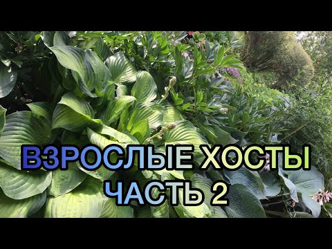 Видео: Взрослые хосты в моём саду. Часть 2